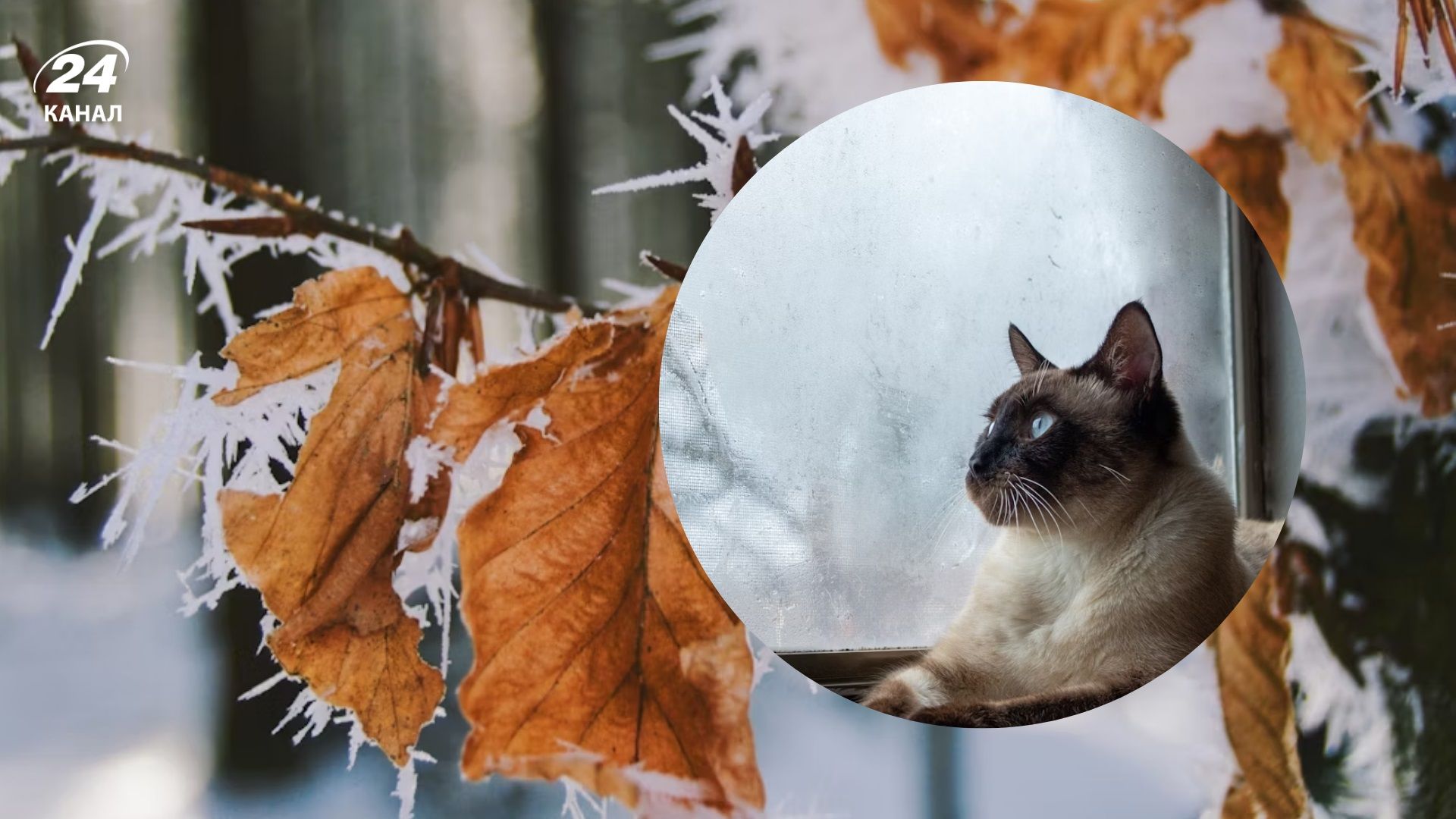 Заморозки на Востоке - 24 Канал Заморозки на Востоке - 24 Канал
