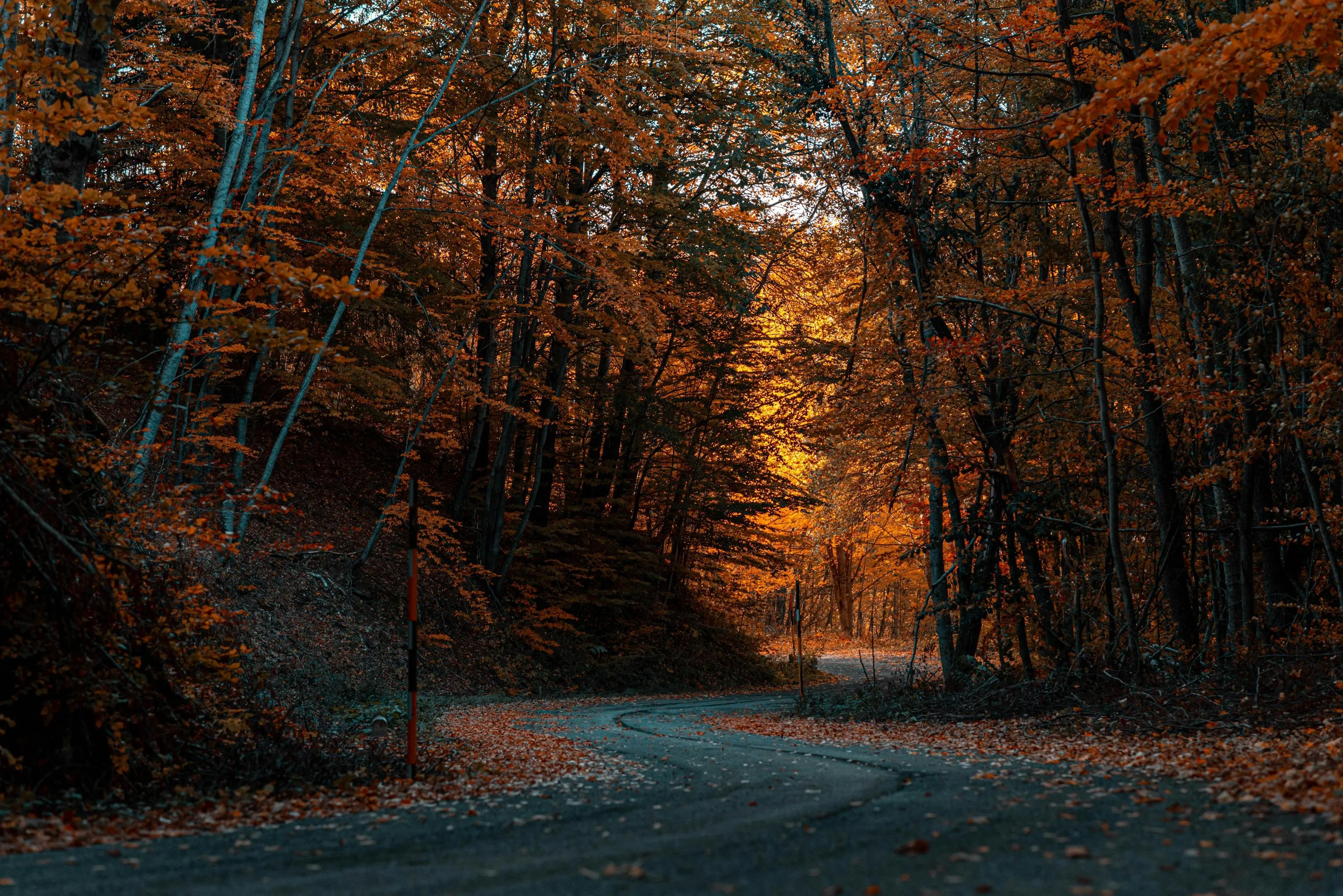 Осенний лес Осенний лес