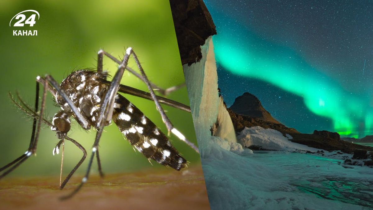 В Ісландії виявили комарів