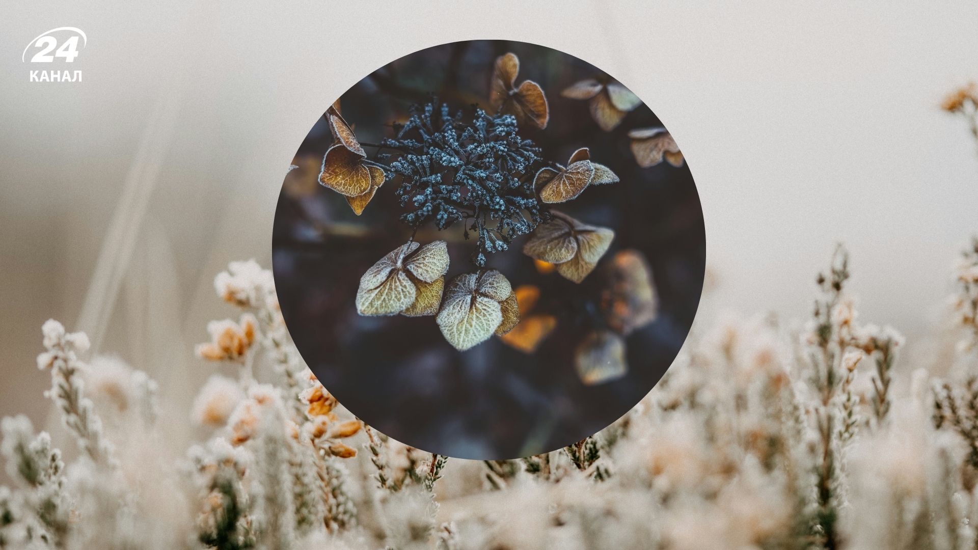 Заморозки в Украине Заморозки в Украине