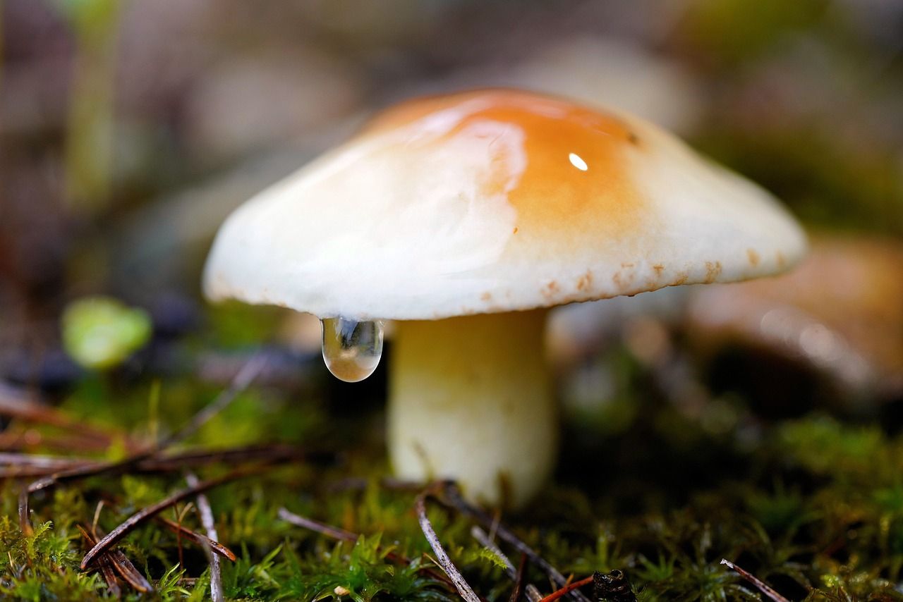 Коли після дощу збирати гриби