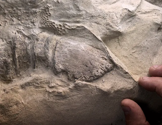 Копито едмонтозавра