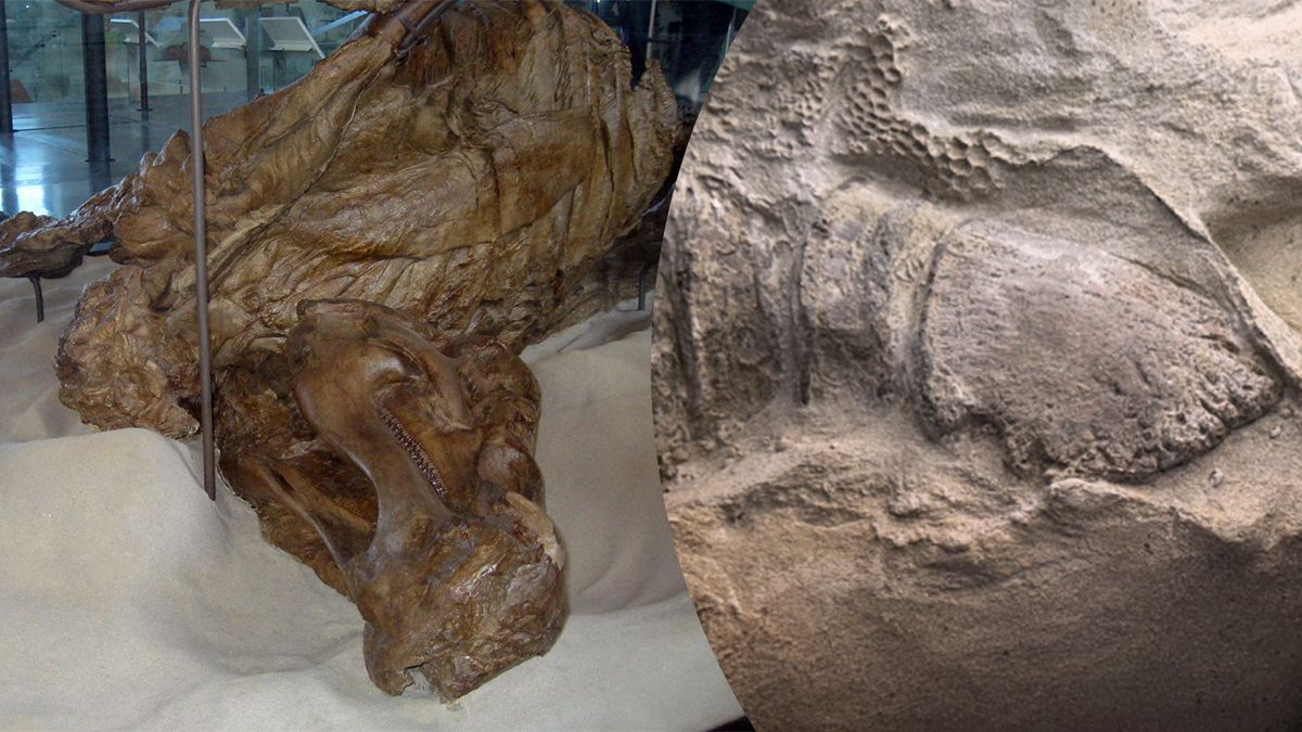 Мумии динозавров с копытами нашли в США – находка может изменить представление о рептилиях Мумии динозавров с копытами нашли в США – находка может изменить представление о рептилиях