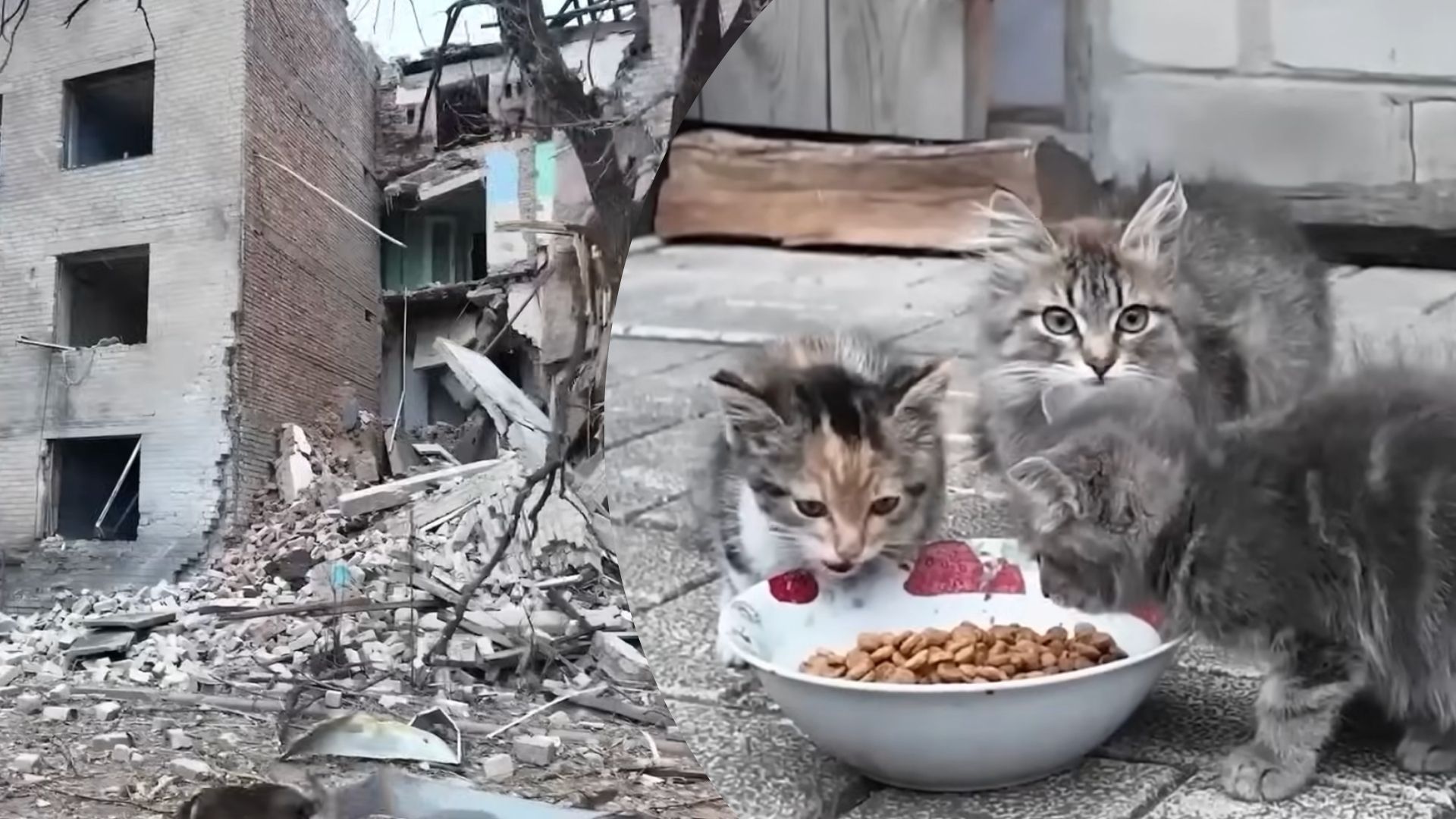 Как живут люди в Доброполье Как живут люди в Доброполье