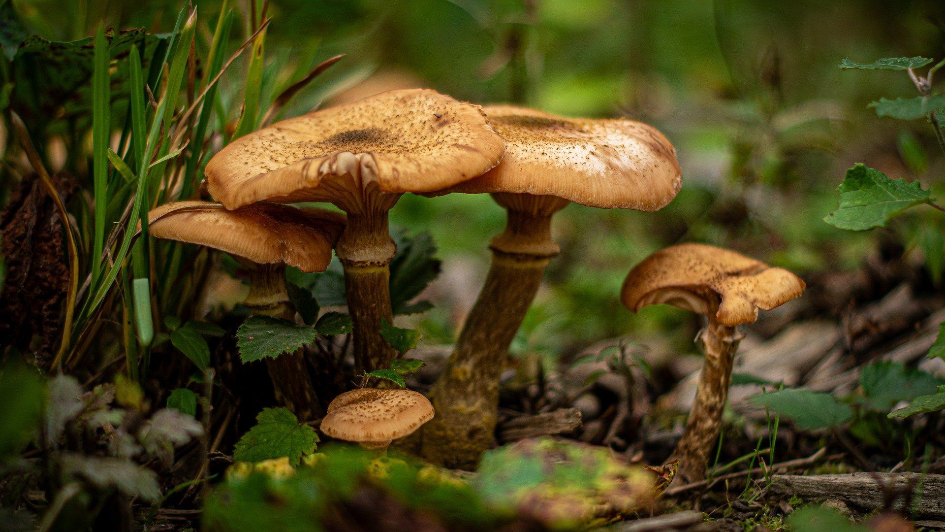 Когда больше всего грибов Когда больше всего грибов