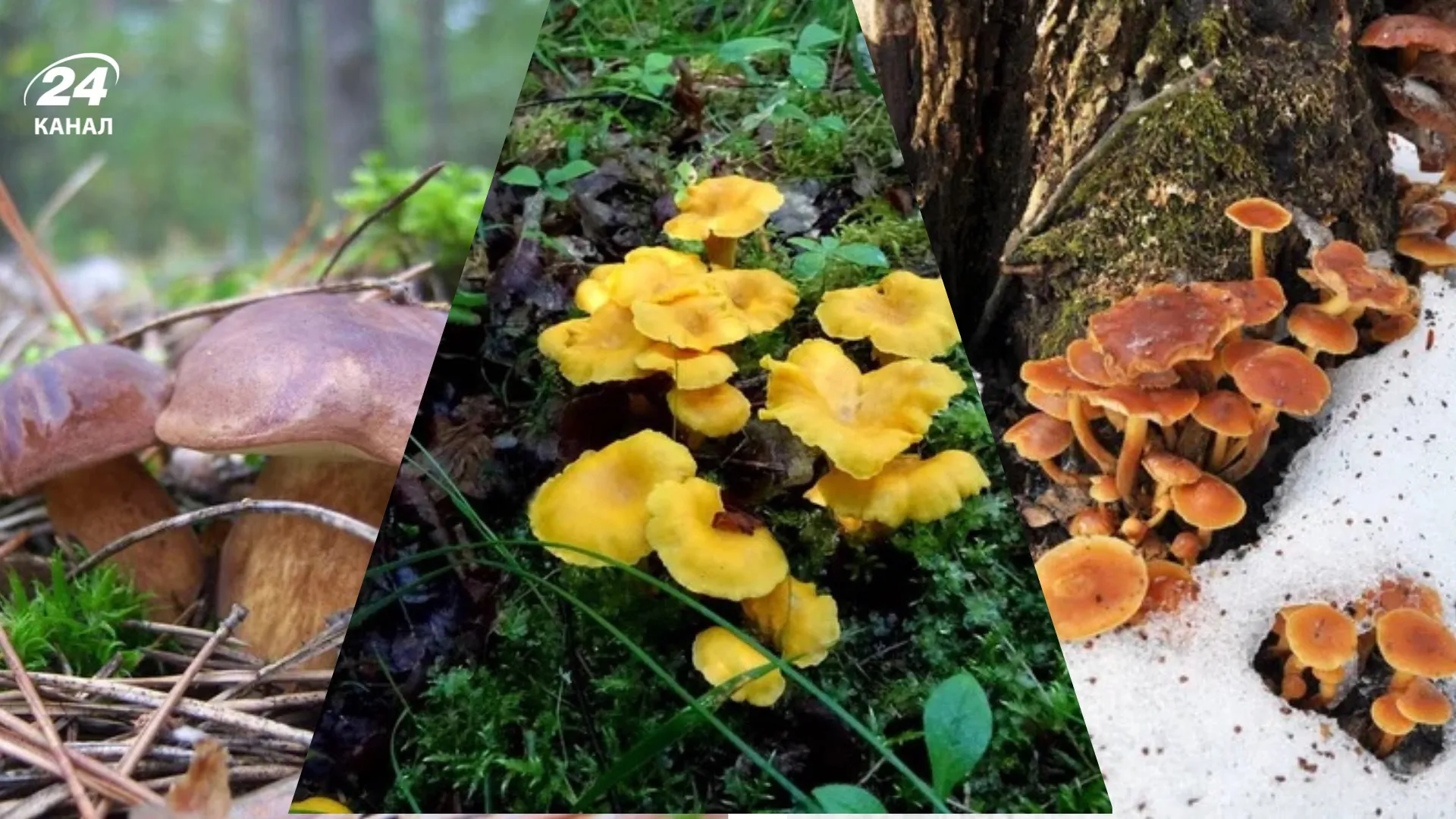 Які гриби можна знайти у листопаді / колаж 24 Канала, фото Depositphotos 