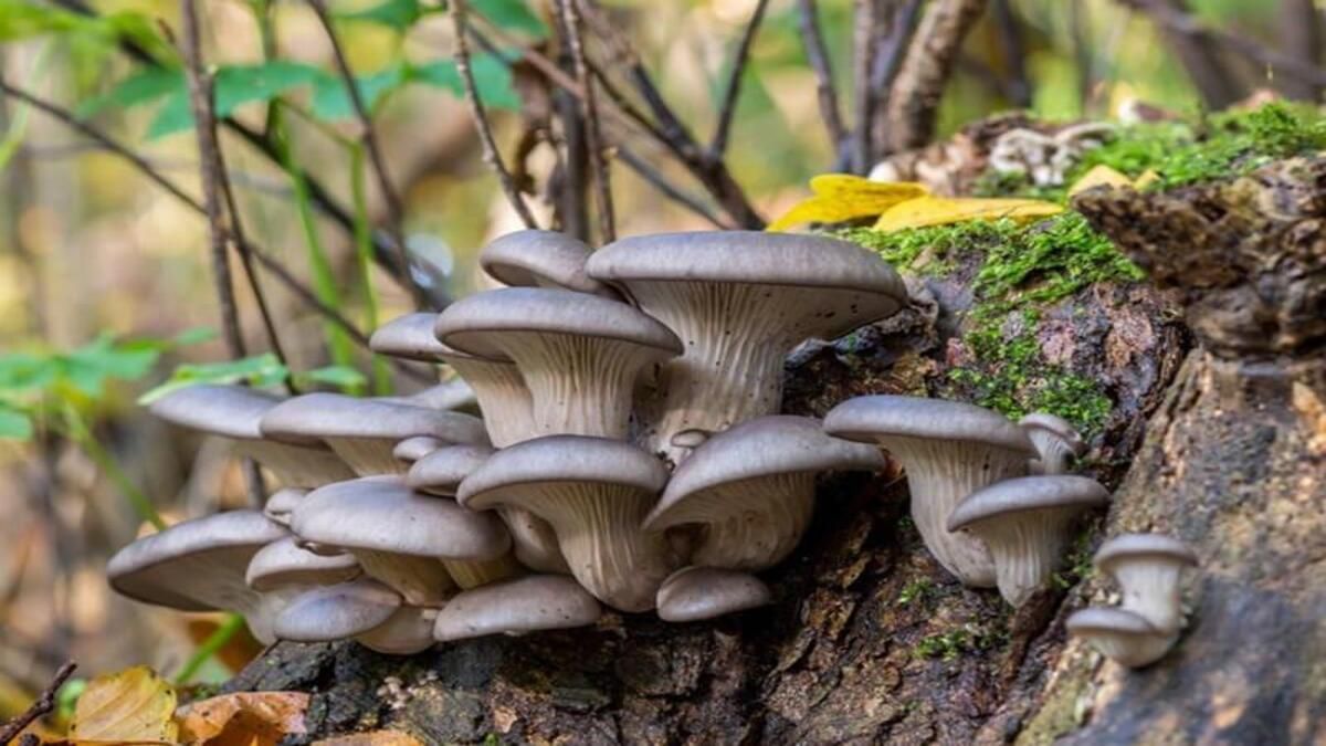 Купить вешенки - когда сезон грибов в Украине, как собирать вешенки Купить вешенки - когда сезон грибов в Украине, как собирать вешенки