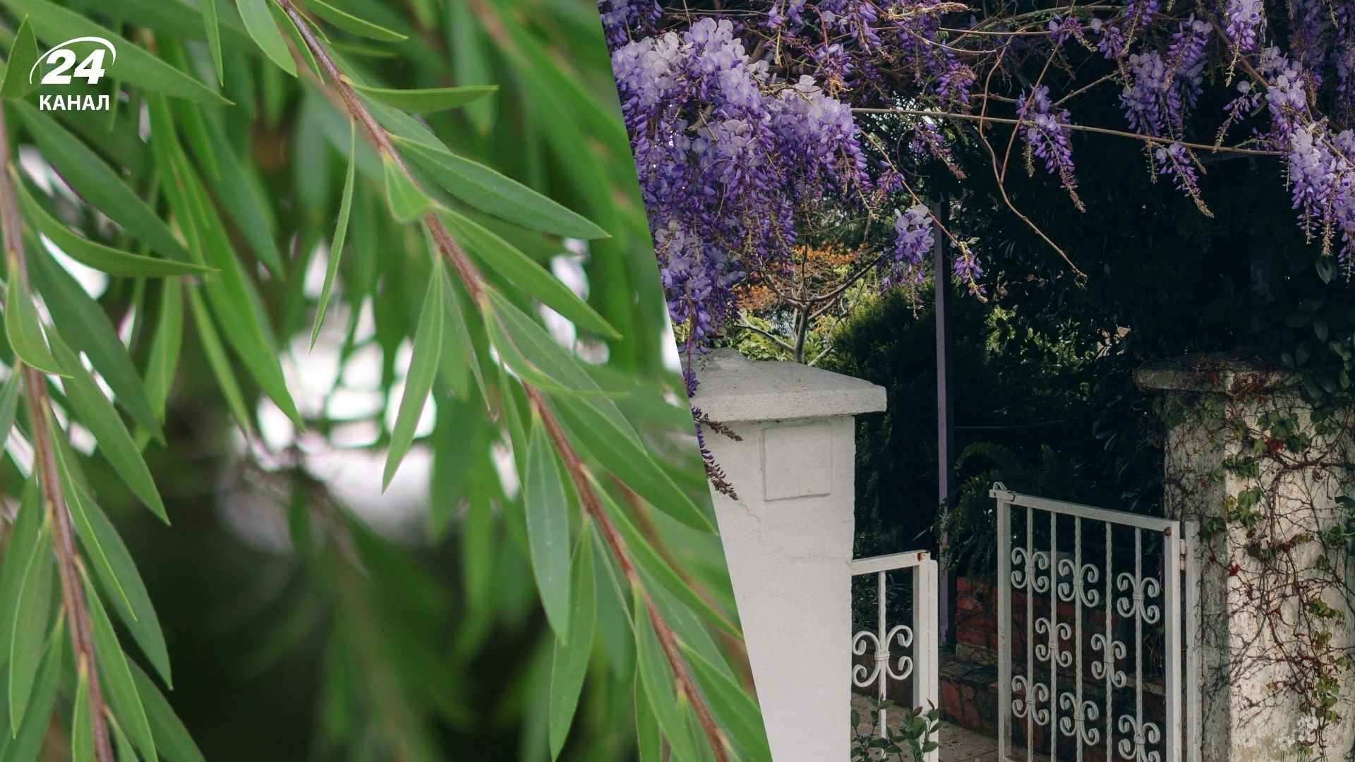 Некоторые популярные растения нельзя сажать близко возле дома Некоторые популярные растения нельзя сажать близко возле дома