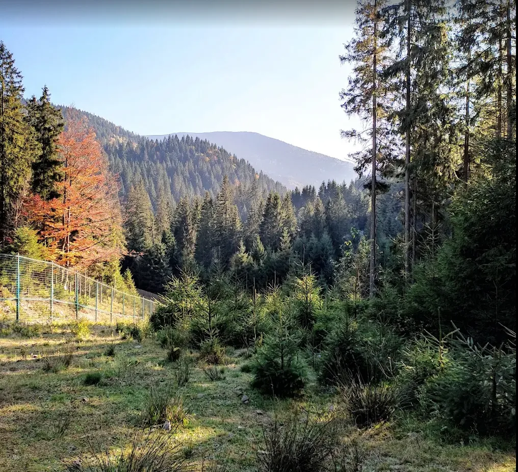 реабилитационных центр бурых медведей реабилитационных центр бурых медведей