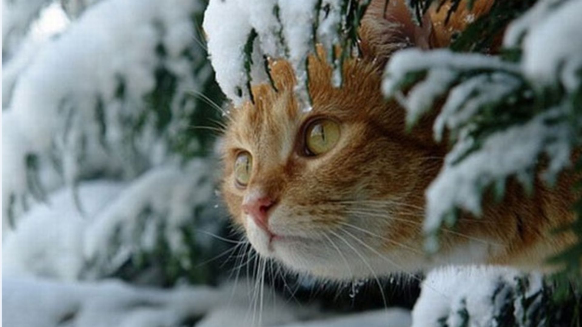 Синоптики рассказали, где возможен снег 28 октября Синоптики рассказали, где возможен снег 28 октября