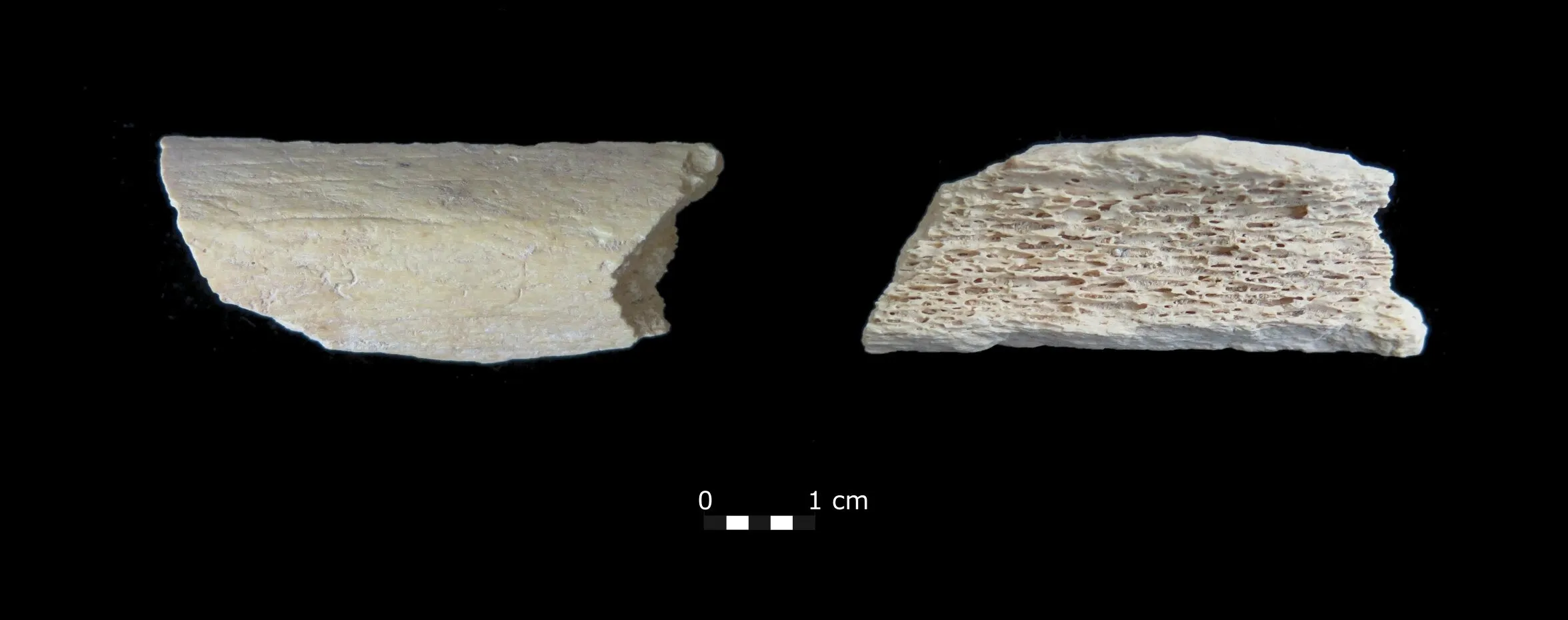 Кость неандертальца Кость неандертальца