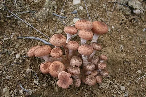 Де можна шукати опеньки / фото Вікіпедії Де можна шукати опеньки / фото Вікіпедії