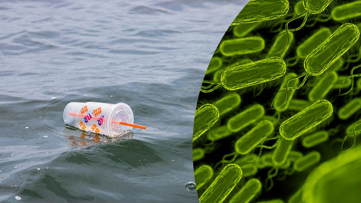 Бактерии, которые едят пластик – как микроорганизмы очищают океан от загрязнения Бактерии, которые едят пластик – как микроорганизмы очищают океан от загрязнения