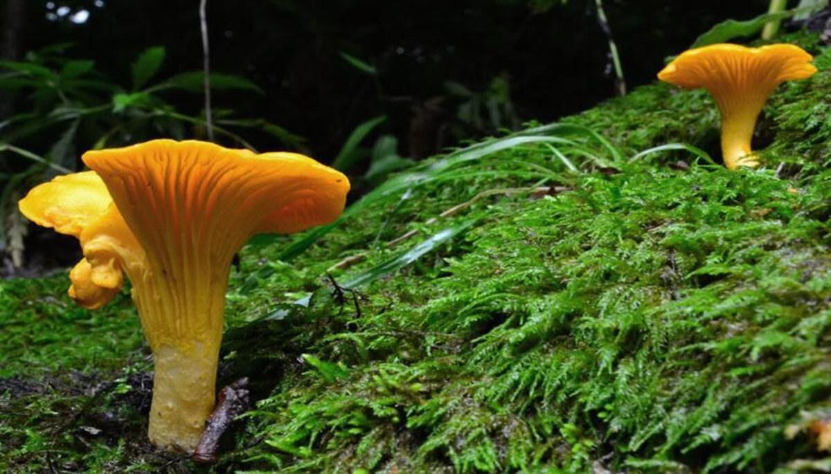 Які гриби можна знайти у листопаді - чи є лисички зараз в лісі, де знайти опеньки Які гриби можна знайти у листопаді - чи є лисички зараз в лісі, де знайти опеньки