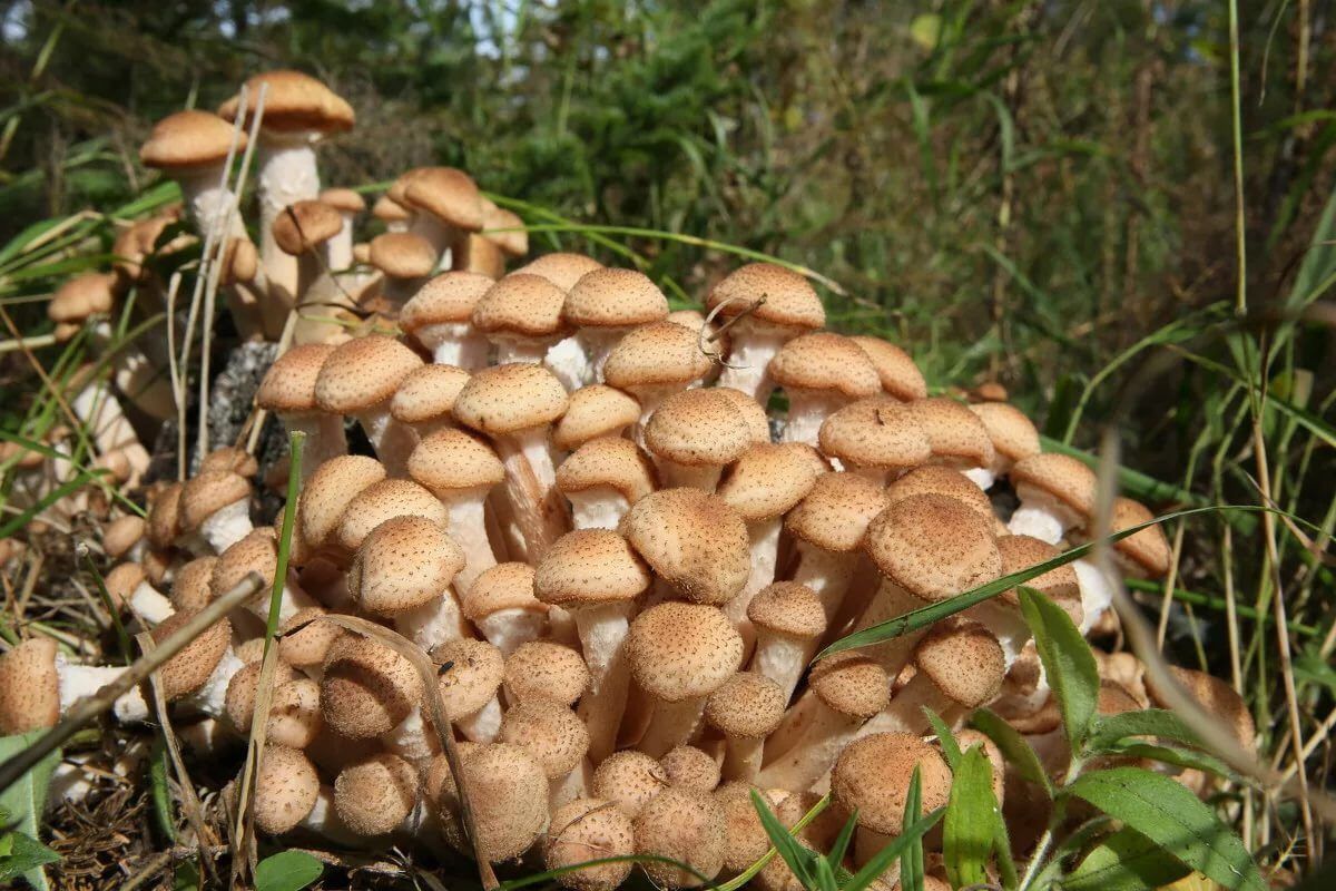 Опеньки чи підпеньки