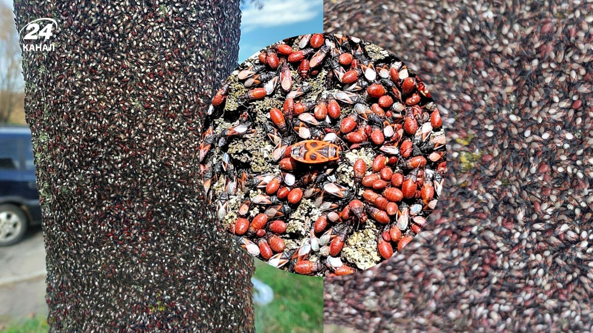 У Києві помітили, імовірно, липових жуків У Києві помітили, імовірно, липових жуків