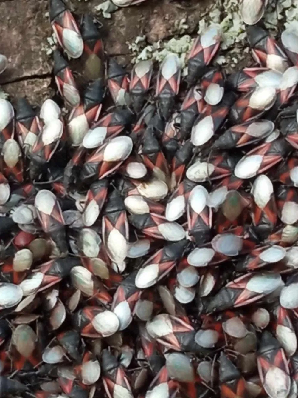 Липовый клоп Oxycarenus lavaterae Виннице Липовый клоп Oxycarenus lavaterae Виннице