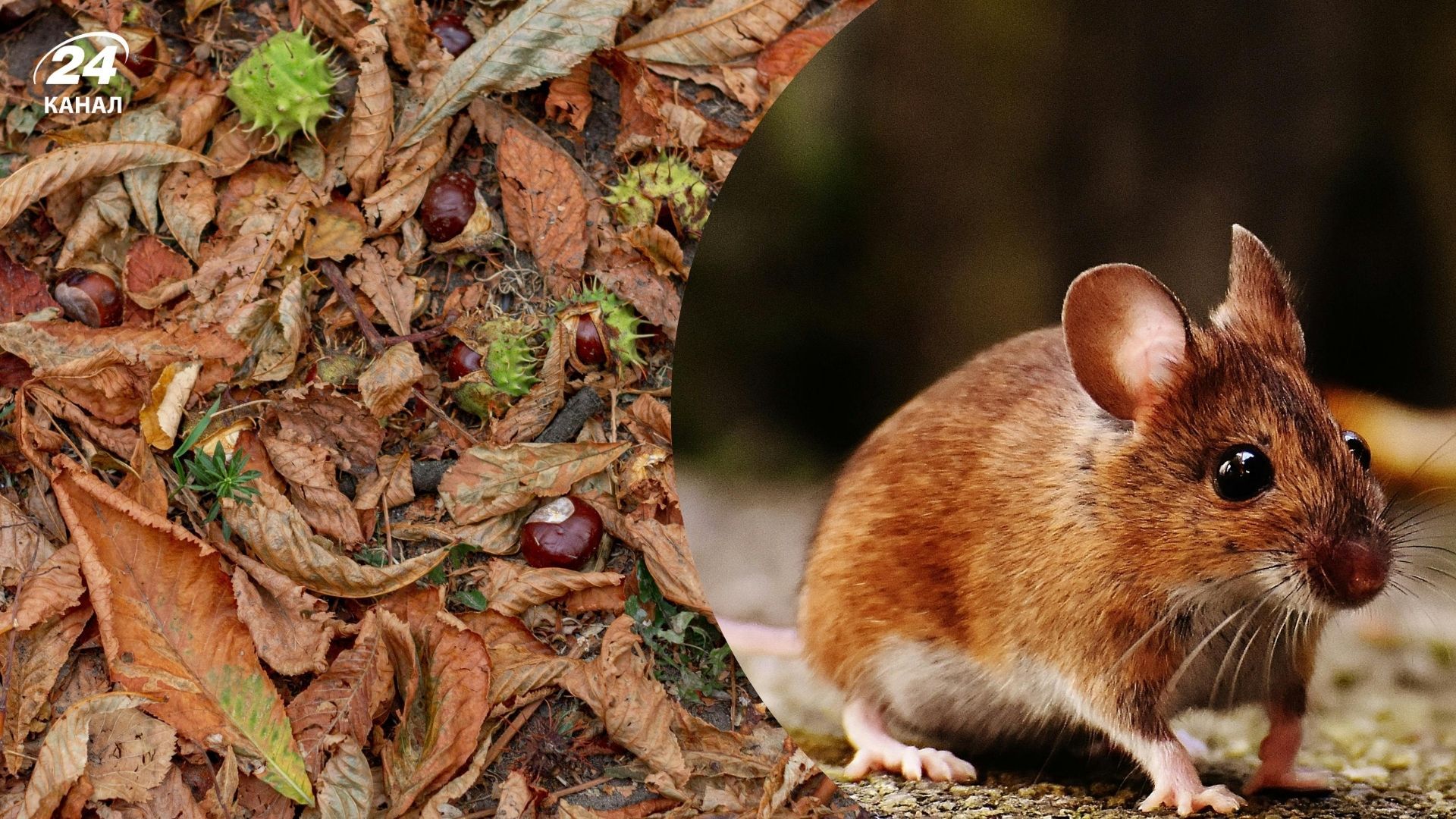 Горіхи і каштани – улюблені ласощі щурів Горіхи і каштани – улюблені ласощі щурів