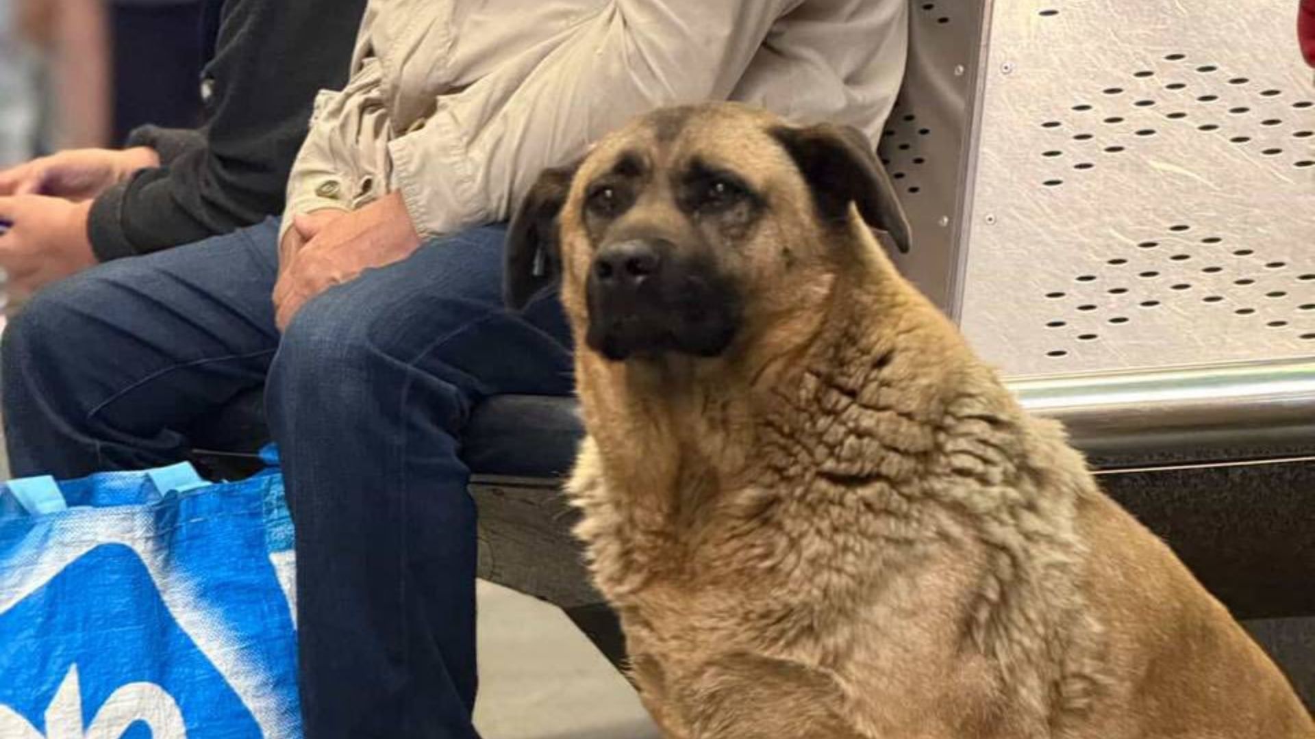 Для пса Миши нашли семью Для пса Миши нашли семью