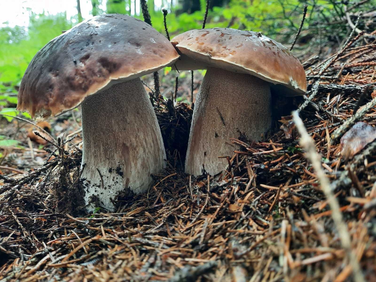 Де ростуть білі гриби - чим важливі білі гриби, що цікавого відомо про білі гриби Де ростуть білі гриби - чим важливі білі гриби, що цікавого відомо про білі гриби