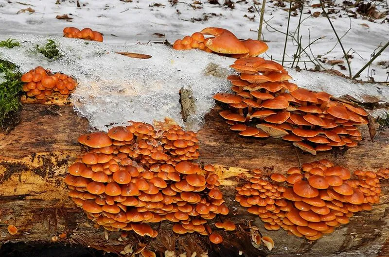 Як виглядає зимовий опеньок / фото 