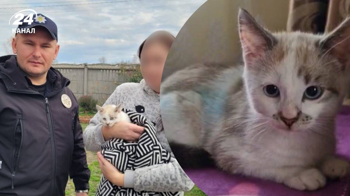 На Львовщине изъяли котенка из семьи, которая жестоко с ним обращалась
