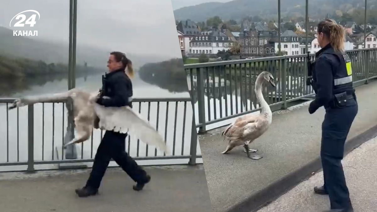Лебедь на трассе в Германии – полиция поделилась видео, которое разрывает сеть - Закордон Лебедь на трассе в Германии – полиция поделилась видео, которое разрывает сеть - Закордон