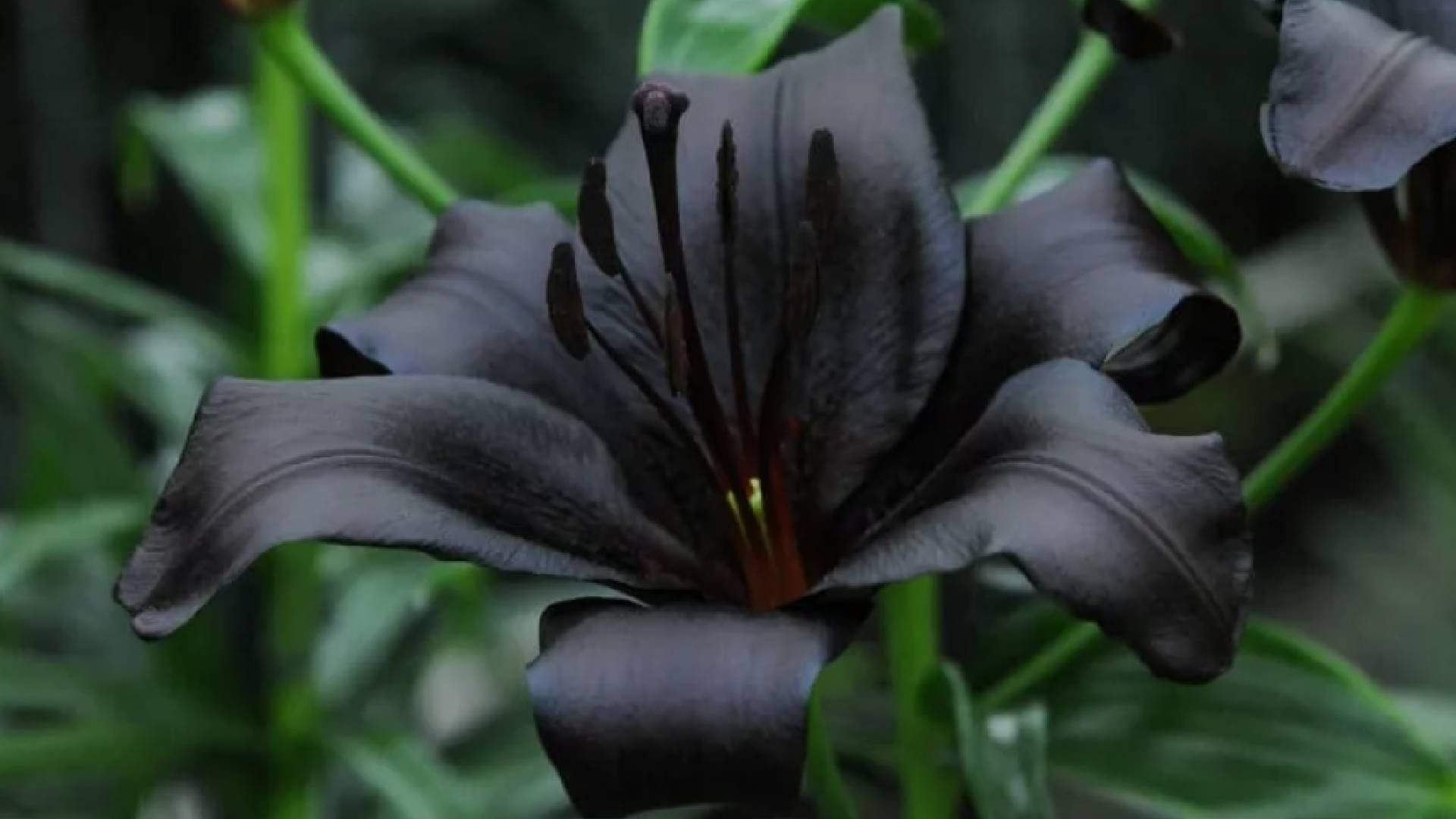 Лілія дивовижного кольору буде королевою садів у 2026 році Лілія дивовижного кольору буде королевою садів у 2026 році