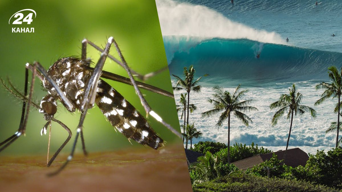 На Гавайи сбросили десятки тысяч комаров