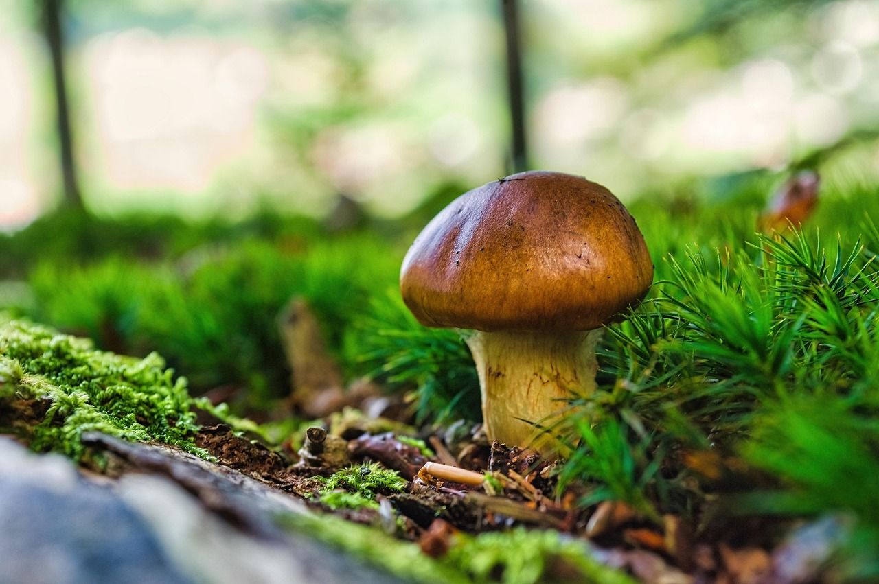 Где искать маслята Где искать маслята