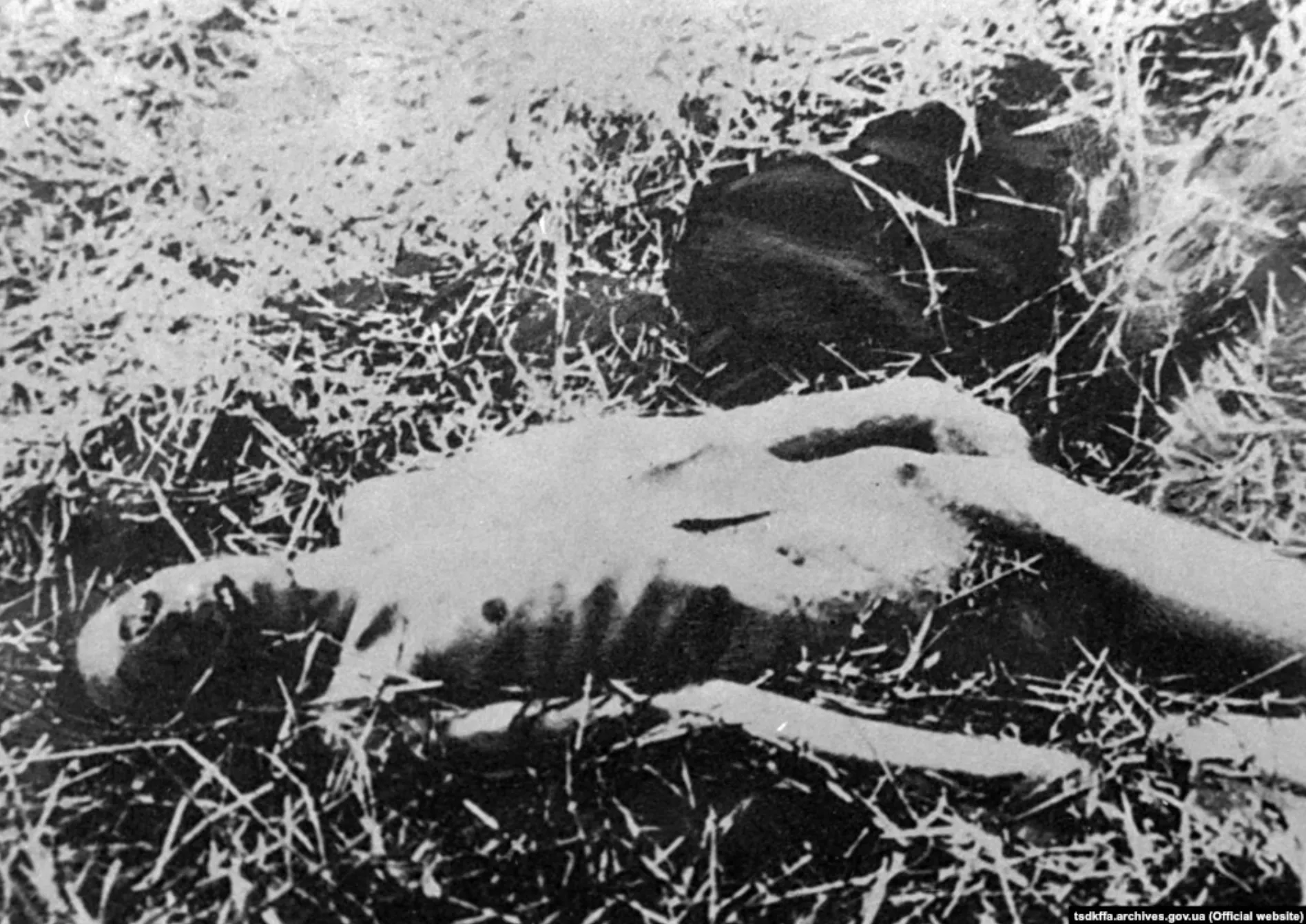 Жертва голода