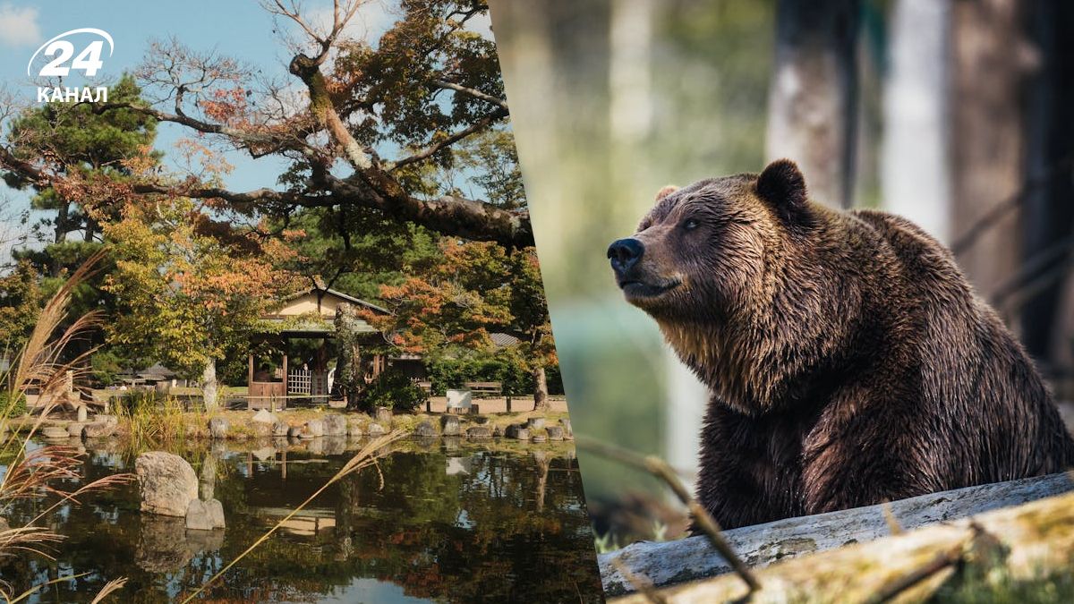 В Японії зафіксували спалах нападів ведмедів
