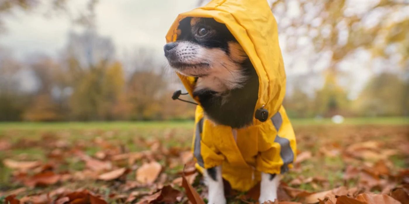 Антисуржик - як замінити такі слова лівень, мла, похолоданіє, отопительний сезон Антисуржик - як замінити такі слова лівень, мла, похолоданіє, отопительний сезон