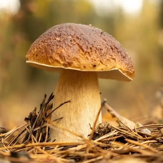 Белые грибы в ноябре / фото Conservas Medrano Белые грибы в ноябре / фото Conservas Medrano