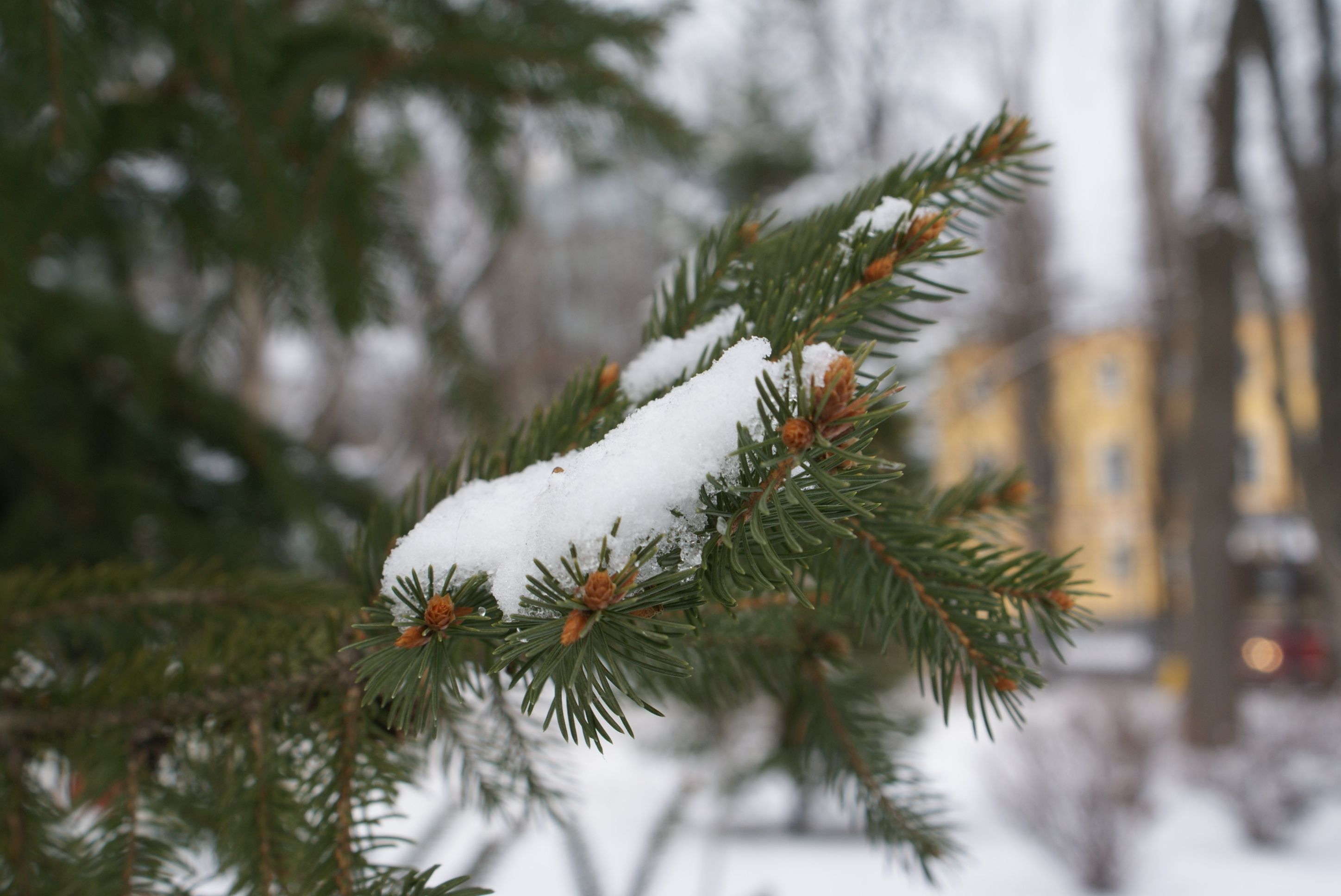 Снег в Киеве - 24 Канал