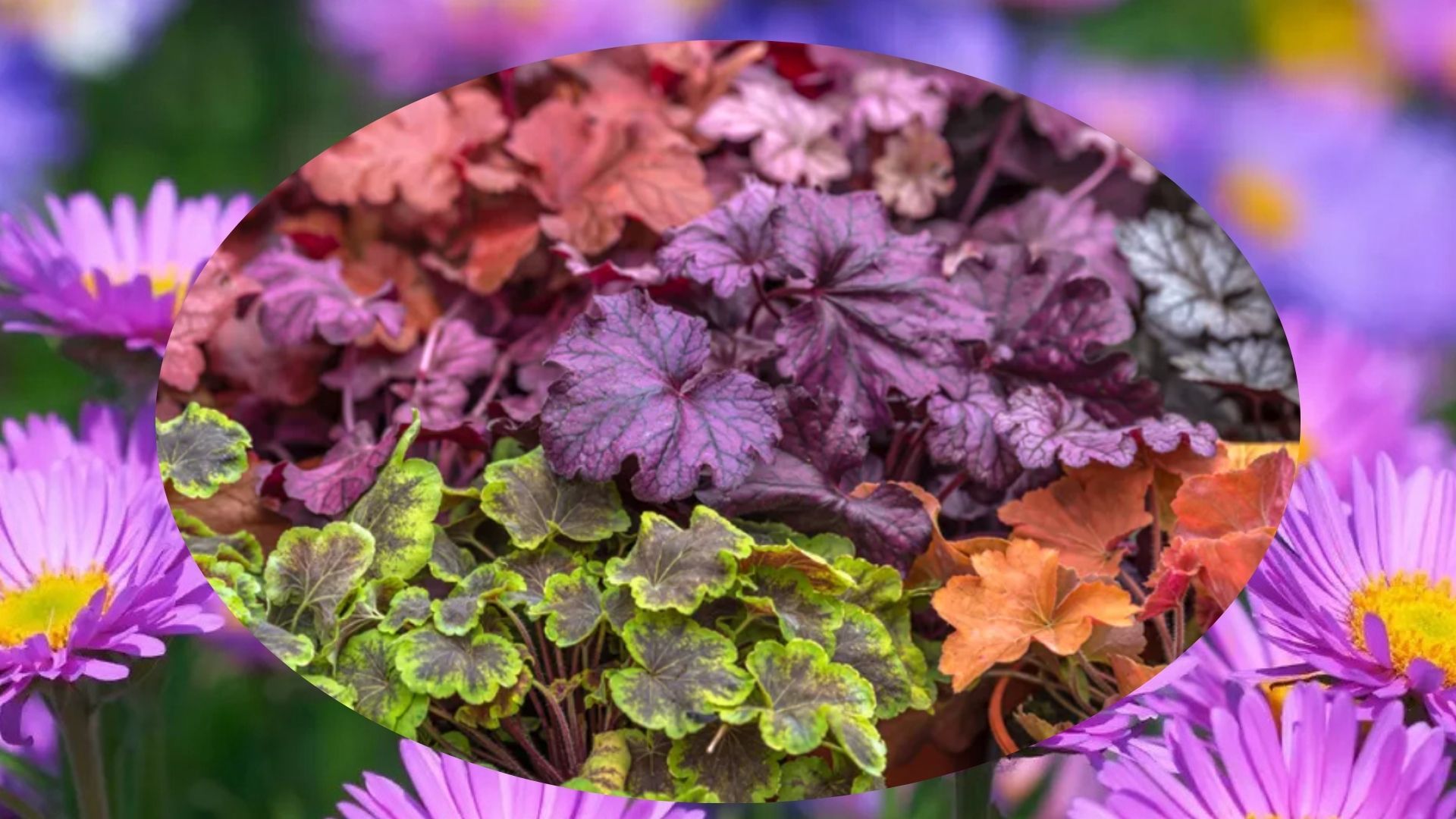 Некоторые цветущие растения лучше всего сажать в ноябре Некоторые цветущие растения лучше всего сажать в ноябре