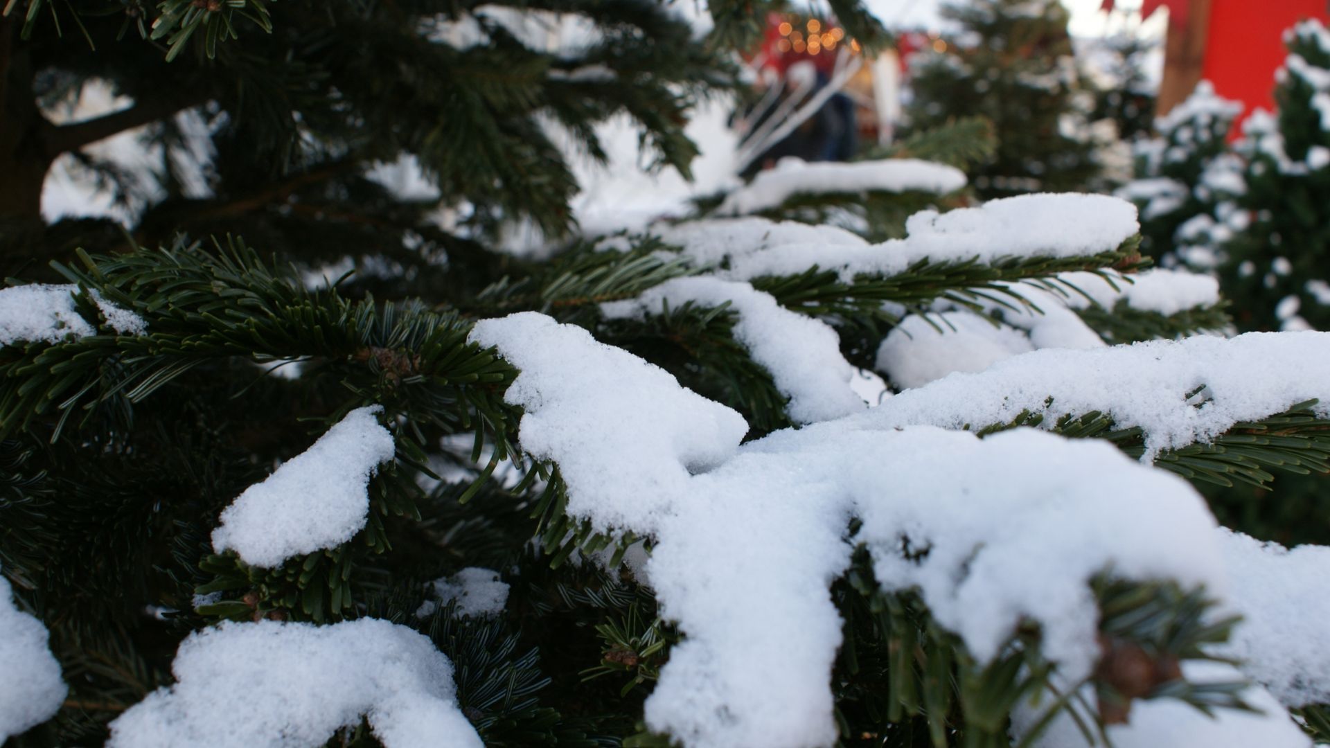 Синоптикиня прокоментувала "сніг" у Києві - 24 Канал