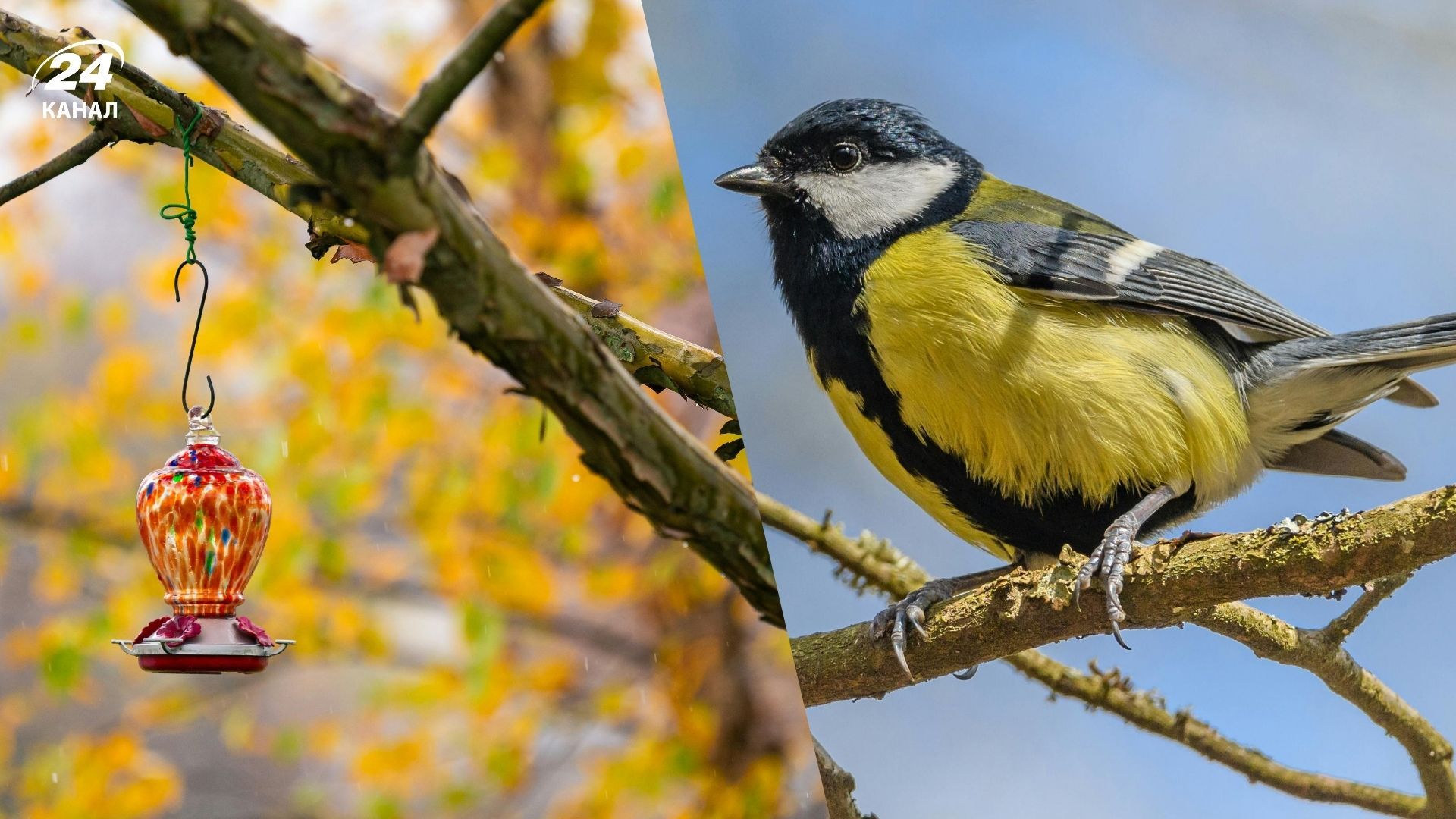День синичок: де найкраще розміщувати годівниці і що в них насипати - Дім