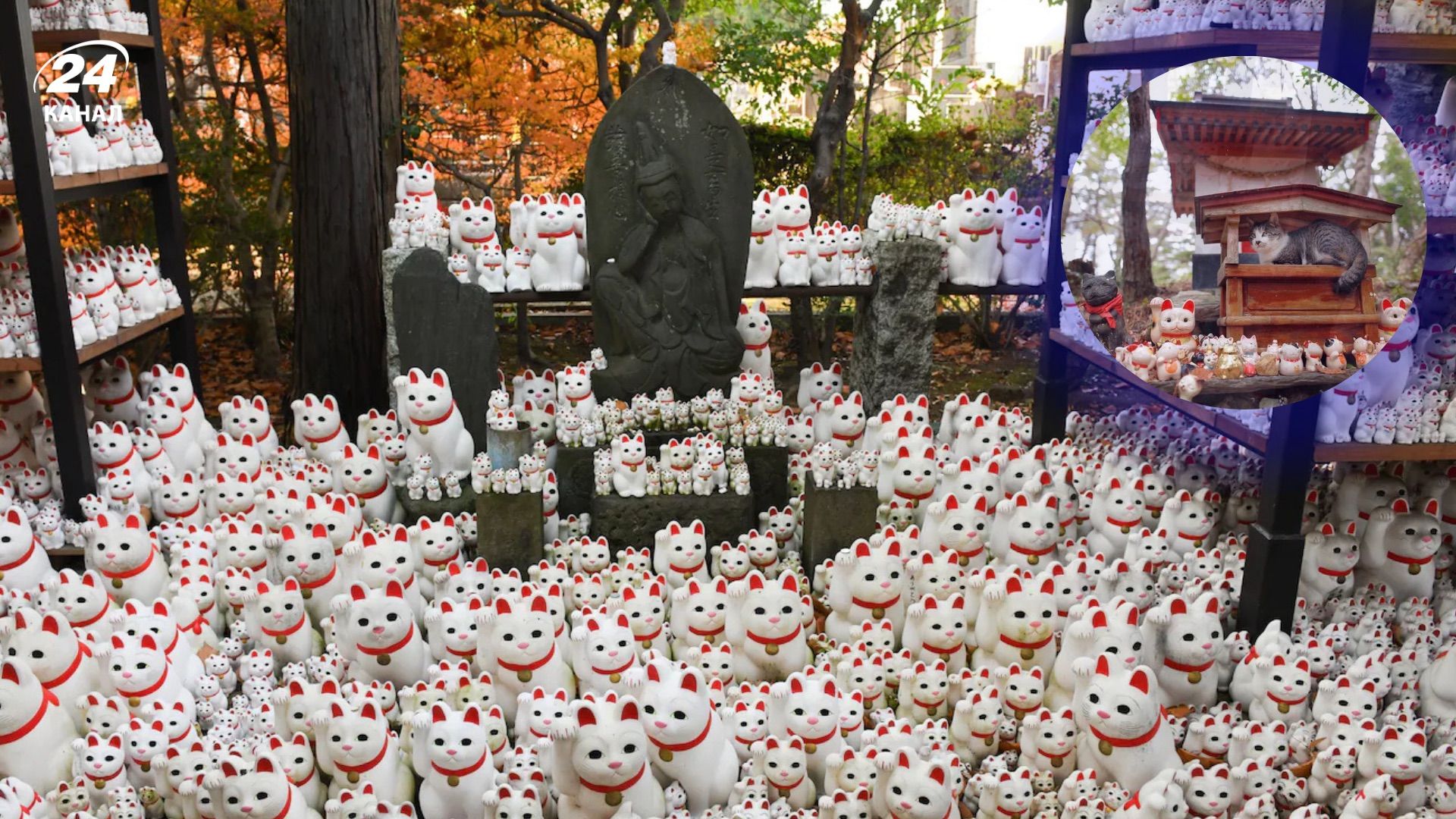 Котячий храм у Японії