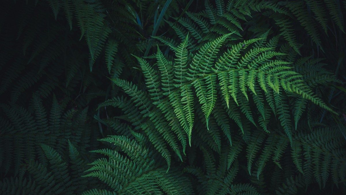 Папоротник может накапливать кристаллы редкоземельных металлов