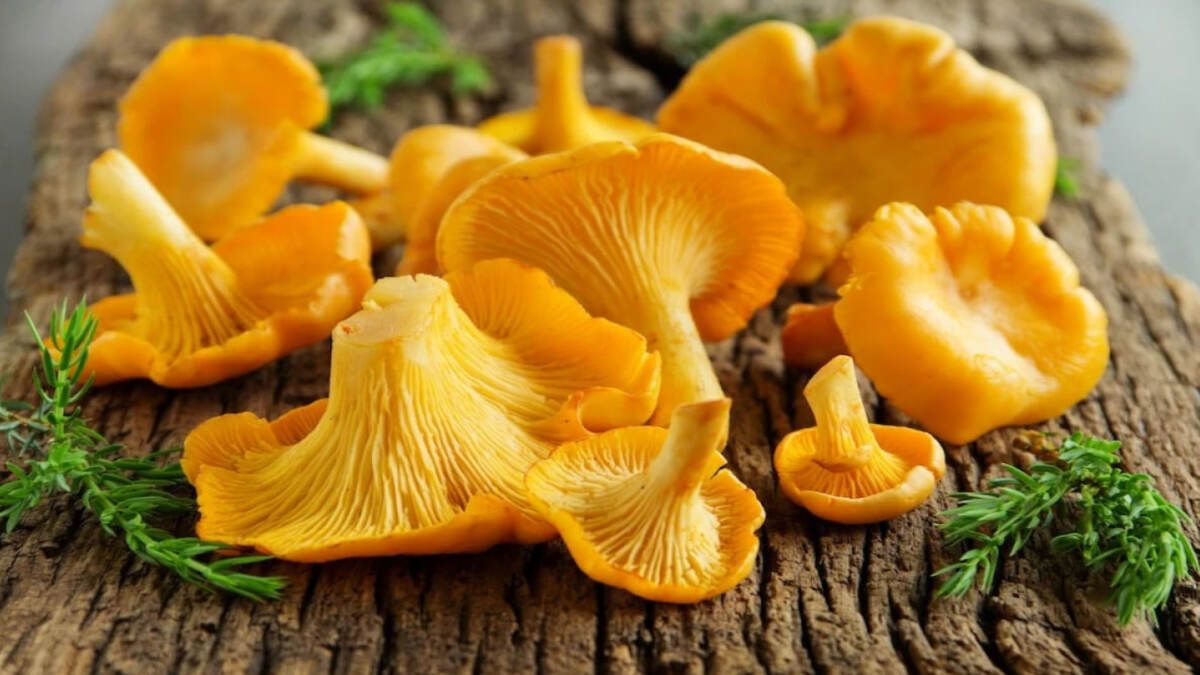 Лисички в ноябре - когда собирать можно лисички, где собирать лисички, где собирать лисички Лисички в ноябре - когда собирать можно лисички, где собирать лисички, где собирать лисички