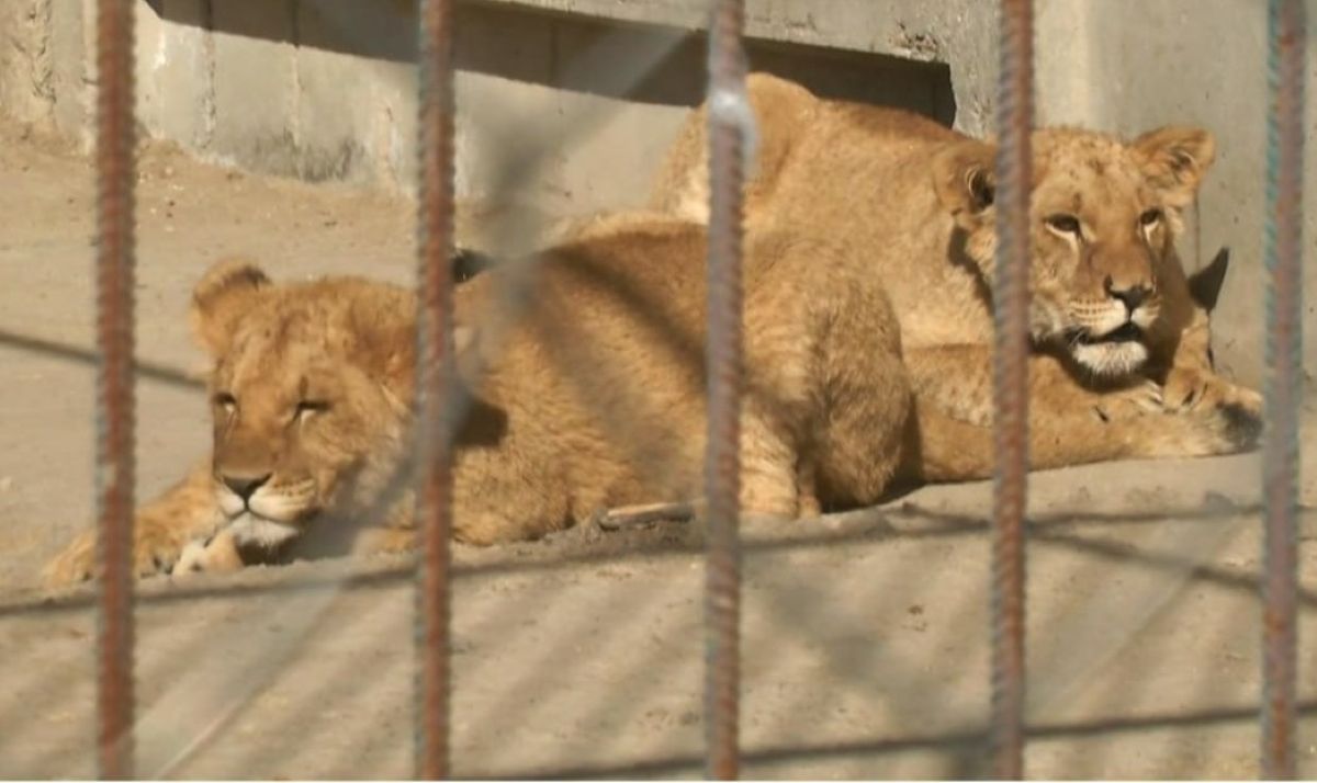 В Хмельницком сбежали 2 льва - 24 Канал