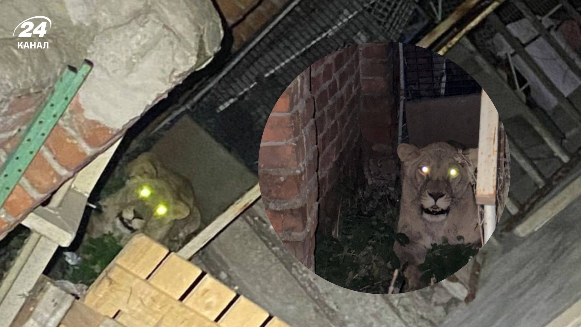 Симба и Сима нашлись: полиция Хмельницкой области показала, где нашла вторую беглую львицу - 24 Канал Симба и Сима нашлись: полиция Хмельницкой области показала, где нашла вторую беглую львицу - 24 Канал