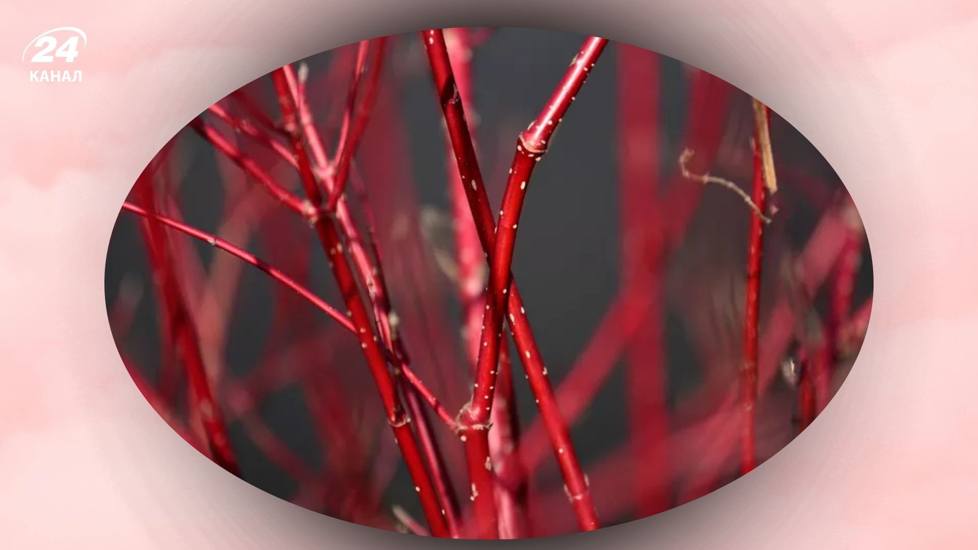 Многие деревья и кустарники можно размножать в домашних условиях Многие деревья и кустарники можно размножать в домашних условиях