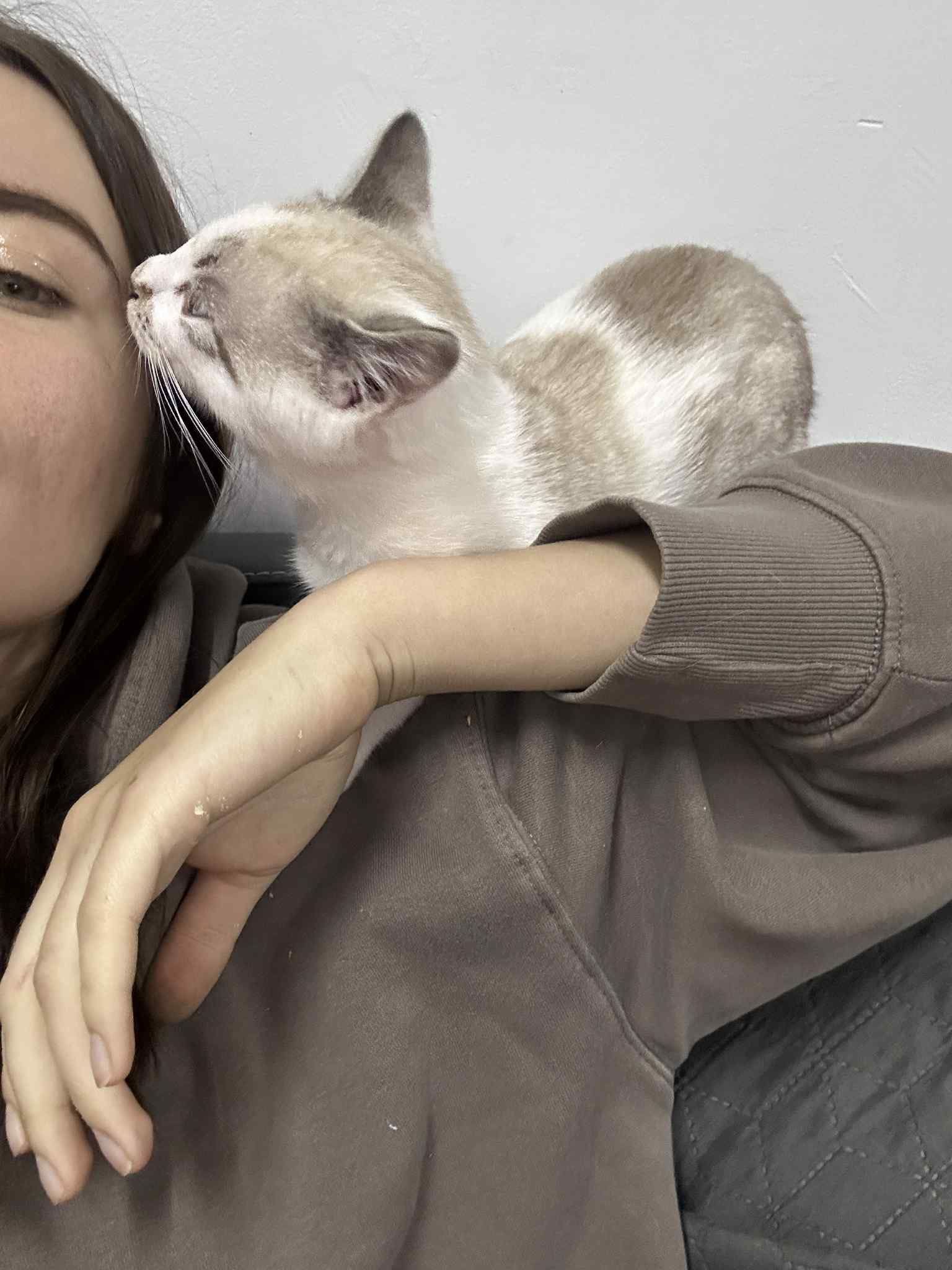 Кошеня врятували від родини, яка з нього знущалася