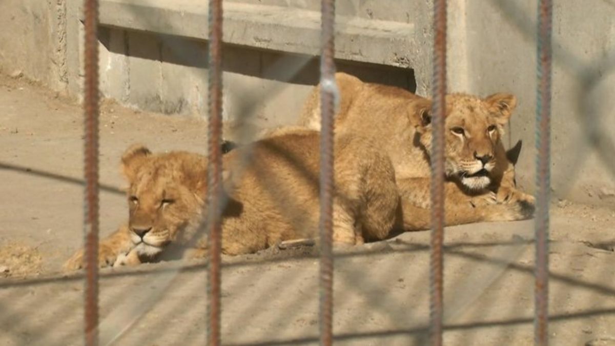 Стан левиць оцінюють як стабільний
