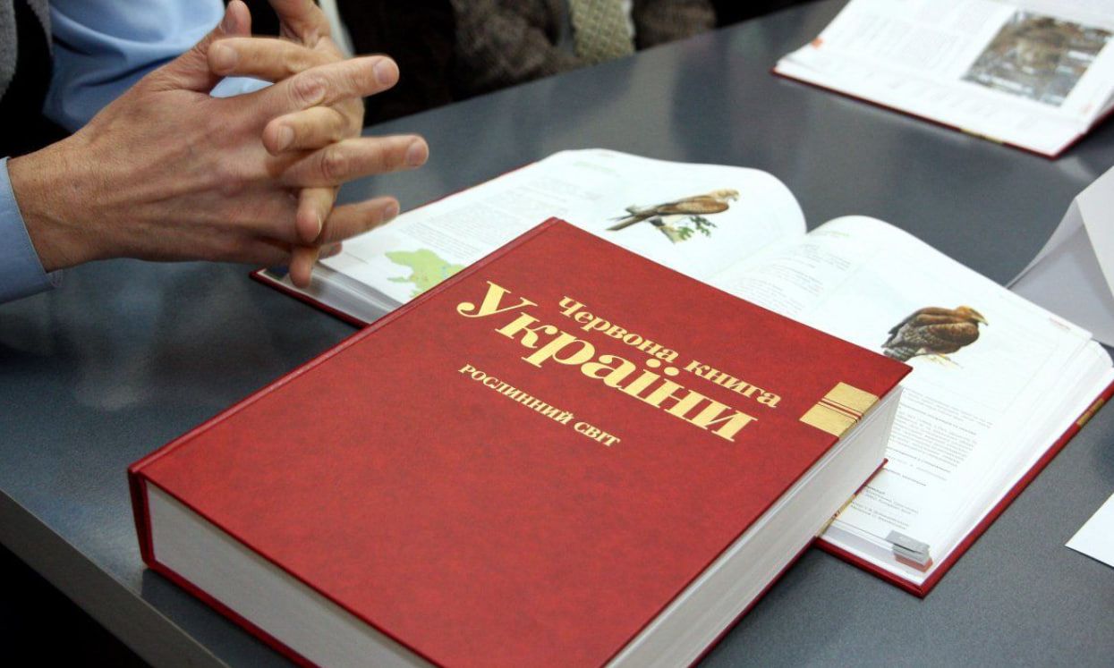 Какие грибы нельзя собирать - перечень грибов из Красной книги, штраф за сбор грибов