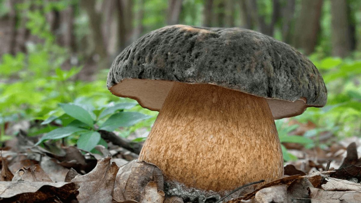 Які гриби у лісі не варто збирати - чи їстівний боровик бронзовий, гриби в Червоній книзі