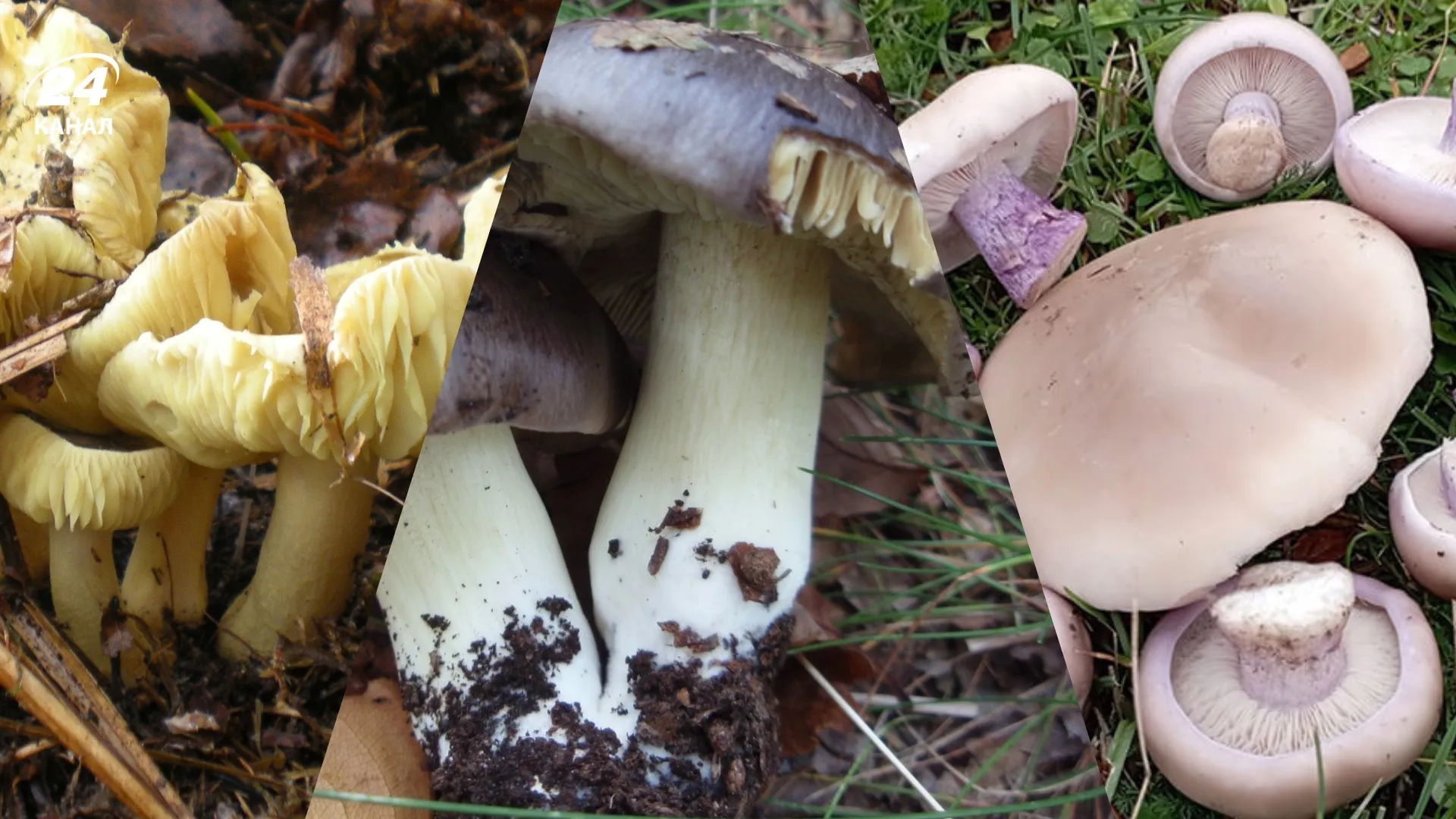 Рядовка: зеленая, темно-серая и лиловоногая / Коллаж 24 Канала, фото Википедии Рядовка: зеленая, темно-серая и лиловоногая / Коллаж 24 Канала, фото Википедии