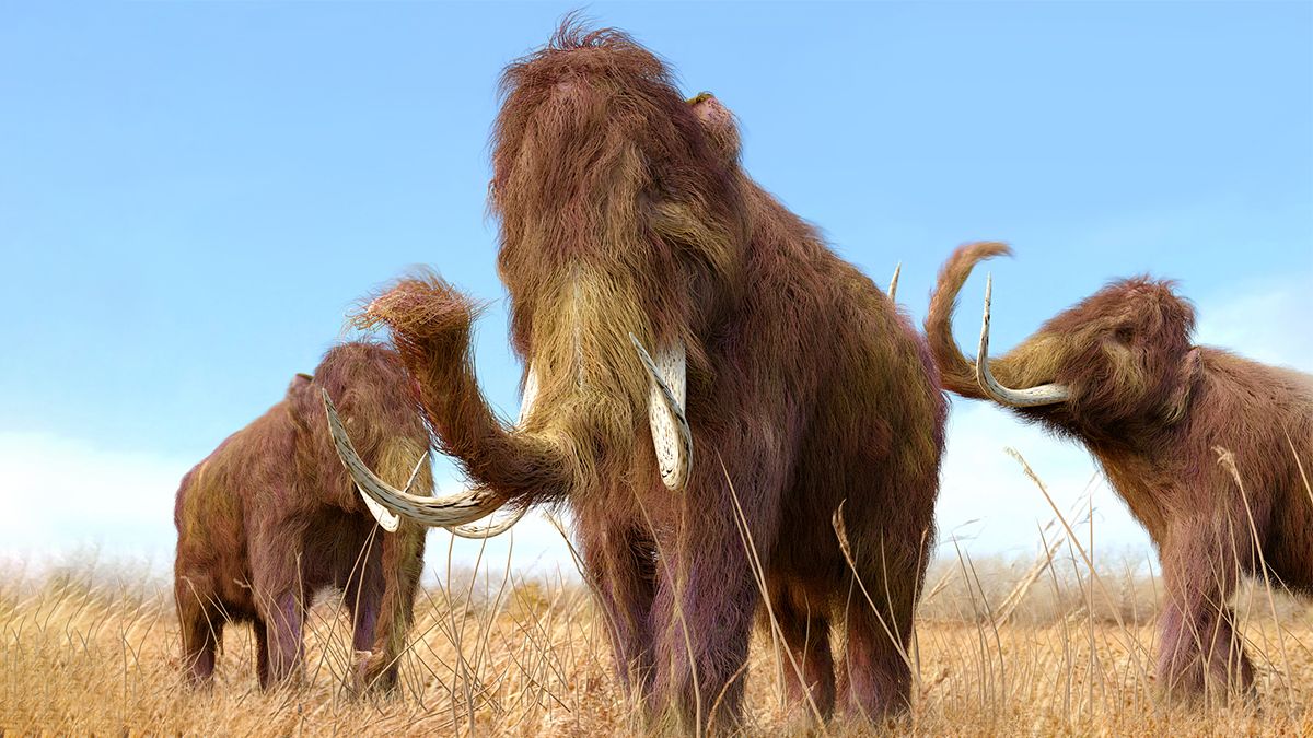 Вимирання мамонтів і цивілізації Кловіс – чи була причиною комета, що вибухнула Вимирання мамонтів і цивілізації Кловіс – чи була причиною комета, що вибухнула